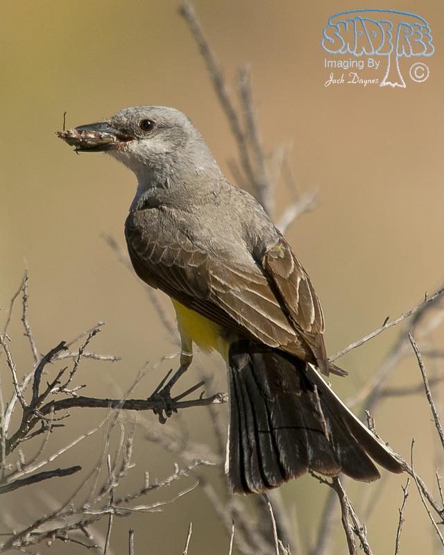 Western Kingbird - Tyrannus verticalis