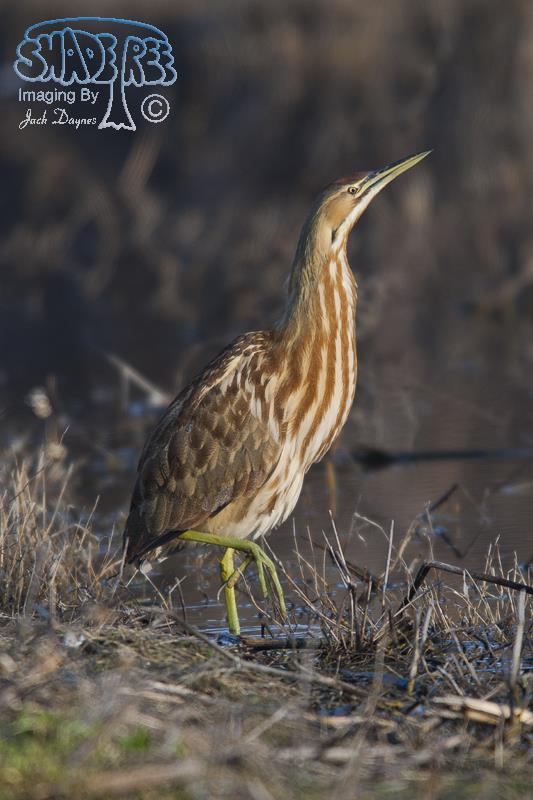 American Bittern - Botaurus lentiginosus