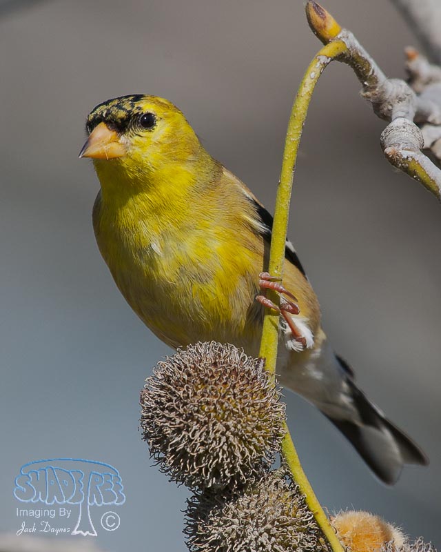 American Goldfinch - Spinus tristis