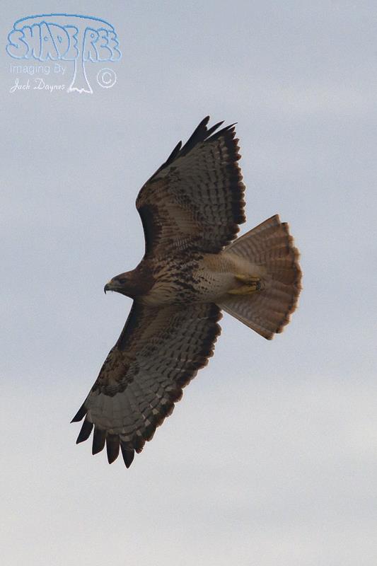 Red-Tailed Hawk - Buteo jamaicensis