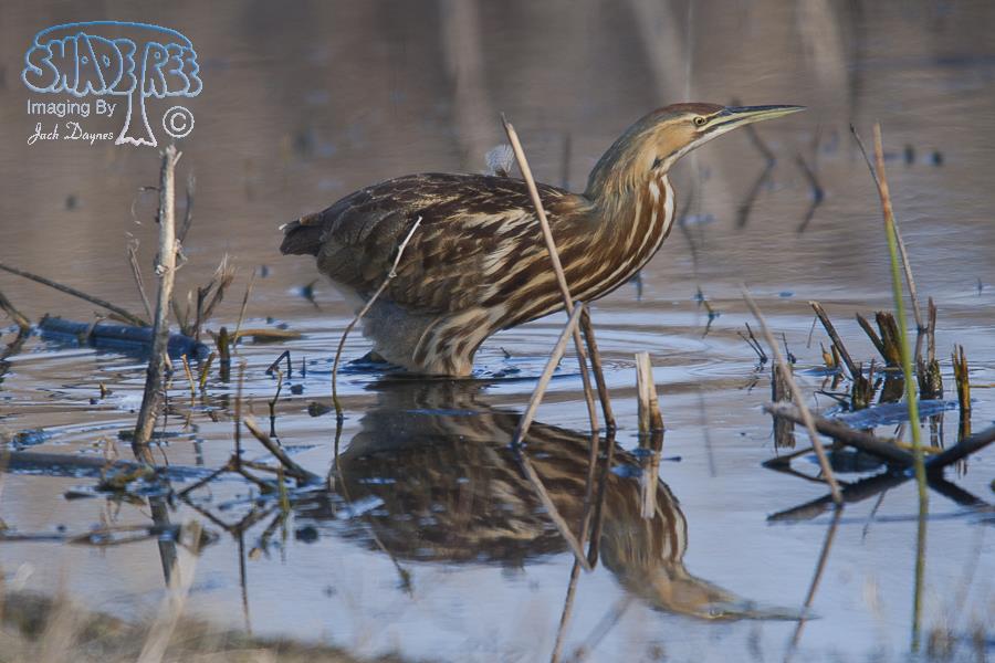 American Bittern - Botaurus lentiginosus