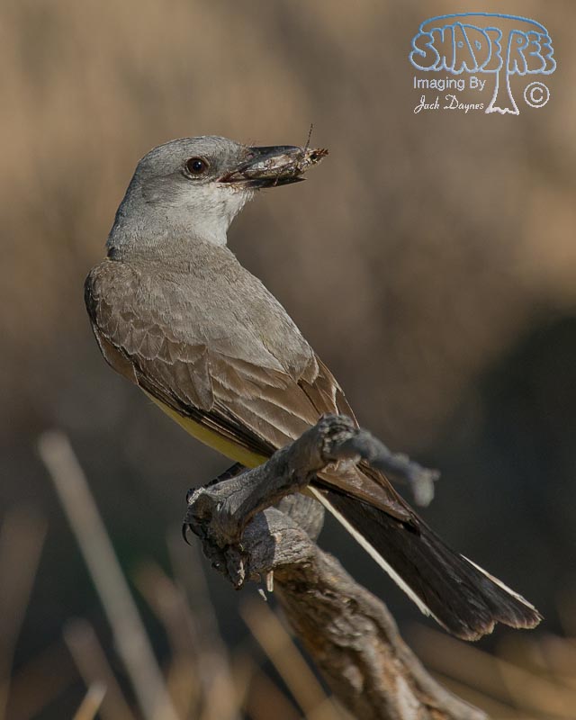 Western Kingbird - Tyrannus verticalis