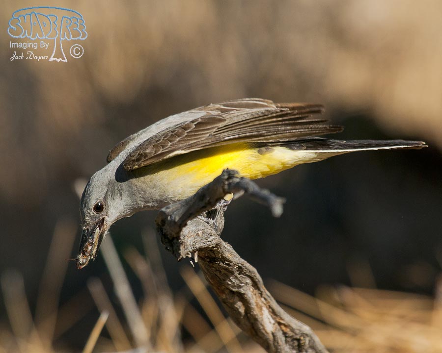 Western Kingbird - Tyrannus verticalis