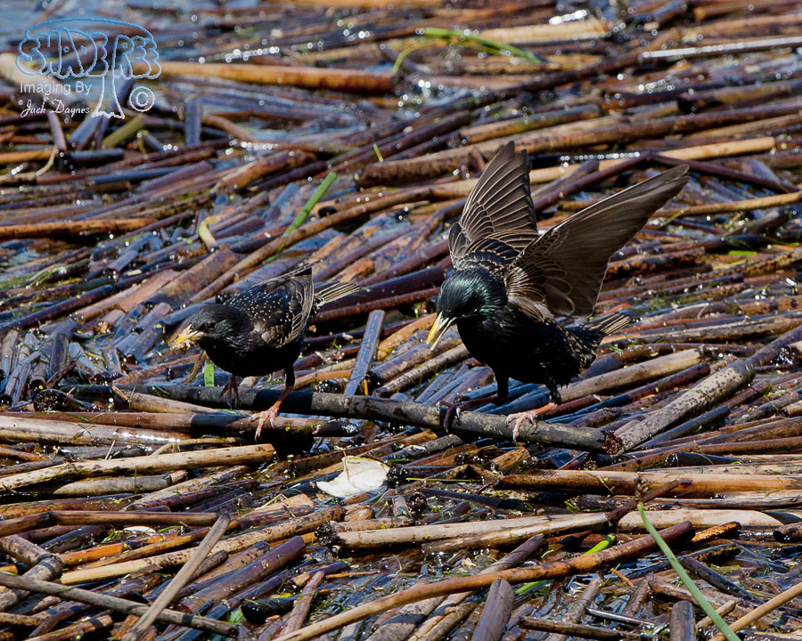 European Starling - Sturnus vulgaris