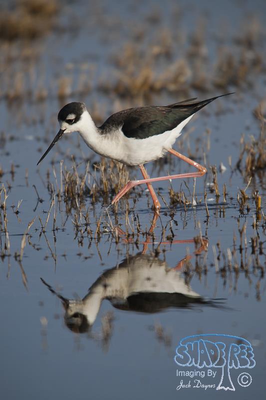 Black-Necked Stilt - Himantopus mexicanus