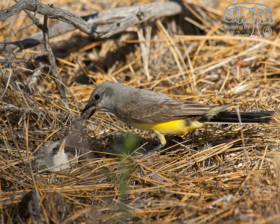 Western Kingbird - Tyrannus verticalis