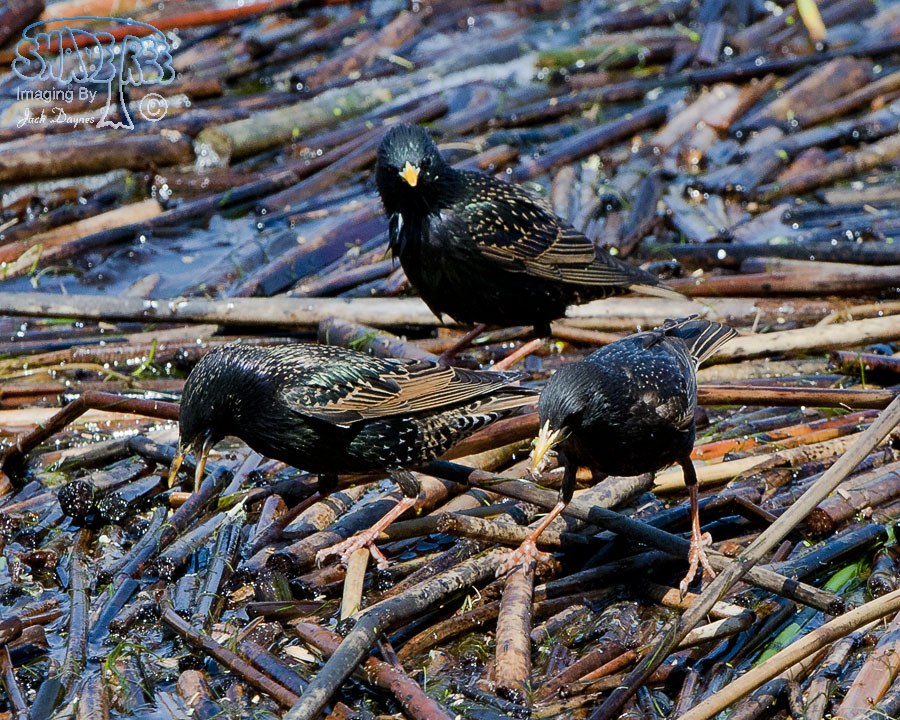 European Starling - Sturnus vulgaris