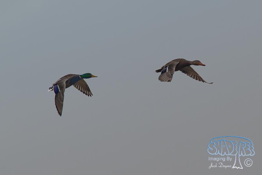 Mallard - Anas platyrhynchos