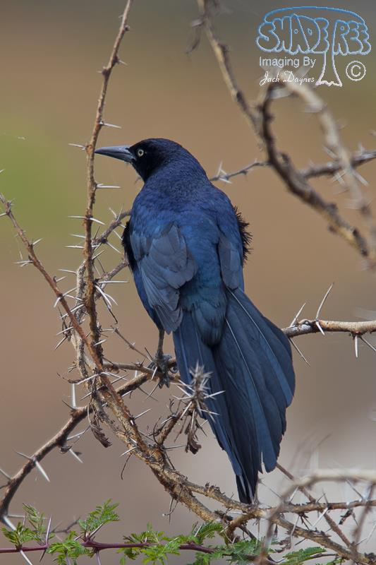 Great-Tailed Grackle - Quiscalus mexicanus