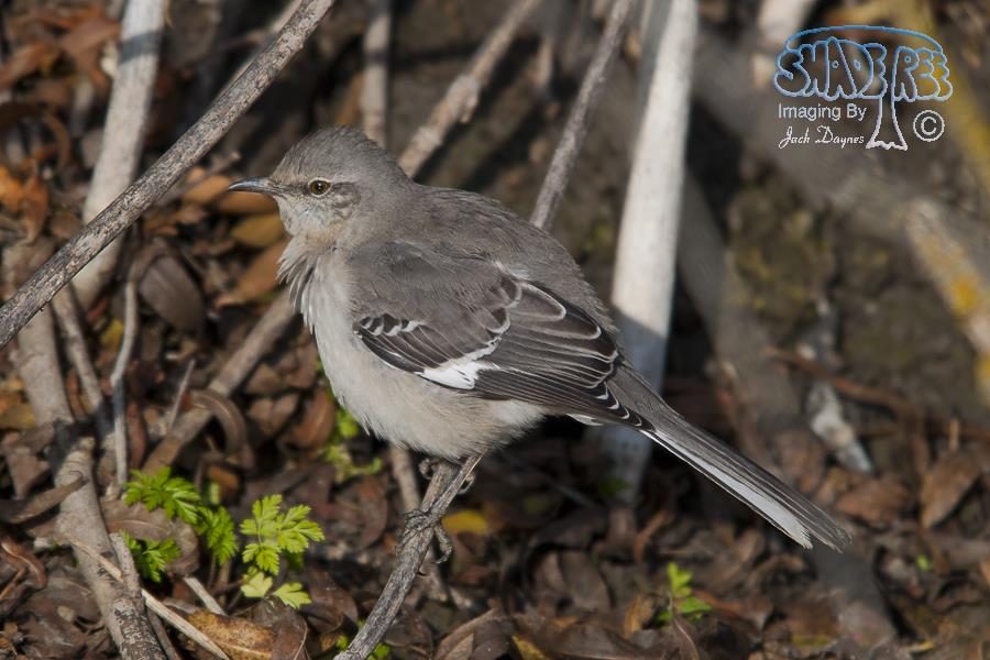 Northern Mockingbird - Mimus polyglottos