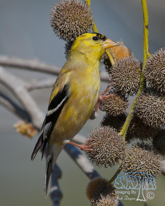 American Goldfinch - Spinus tristis