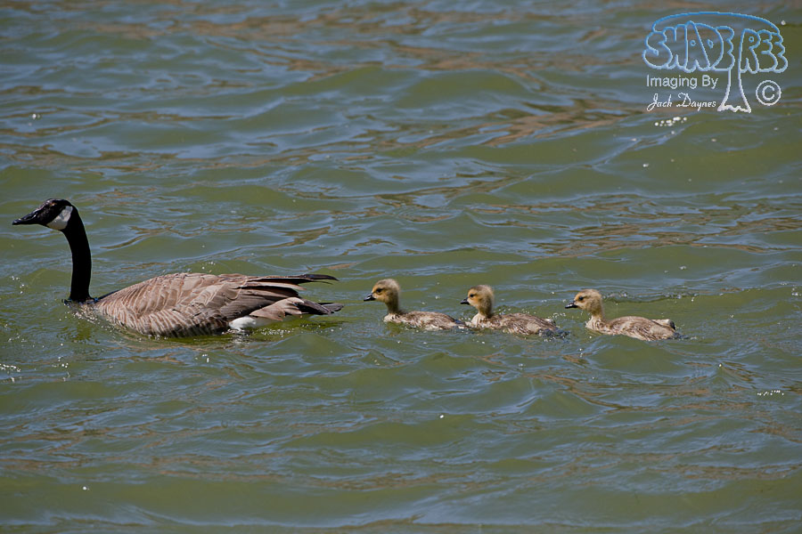 Canada Goose - Branta canadensis