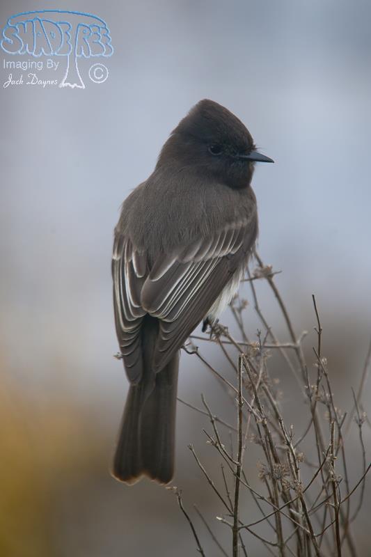 Black Phoebe - Sayornis nigricans