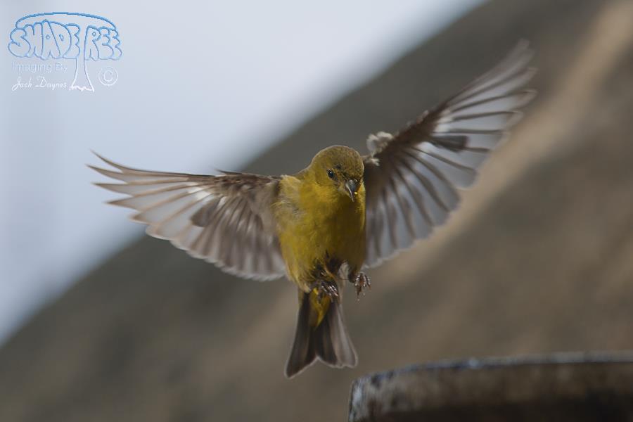 Lesser Goldfinch - Spinus psaltria
