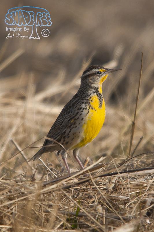 Western Meadowlark - Sturnella neglecta