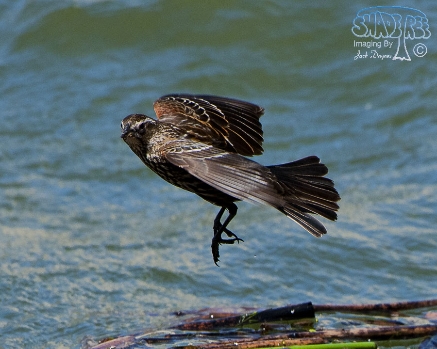 Red-Winged Blackbird - Agelaius phoeniceus
