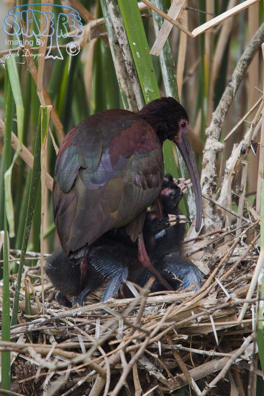 White-Faced Ibis - Plegadis chihi