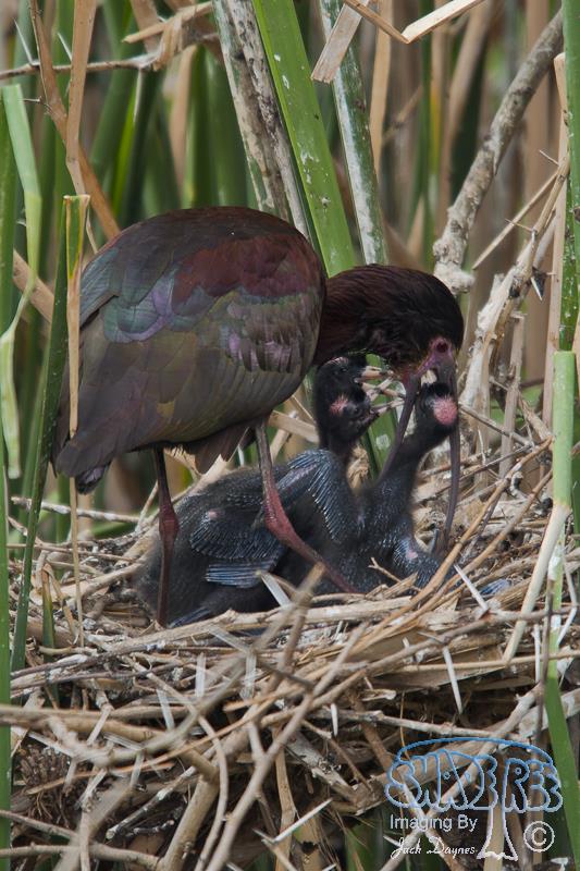 White-Faced Ibis - Plegadis chihi