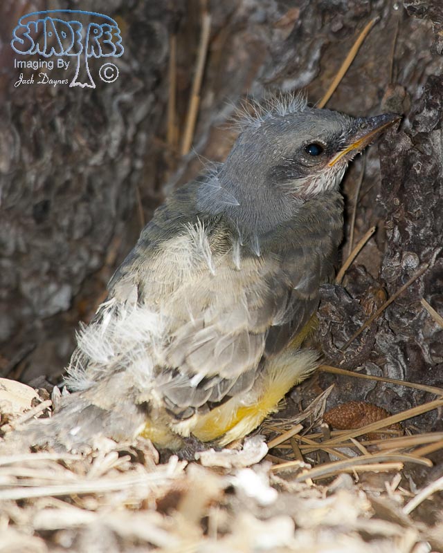 Western Kingbird - Tyrannus verticalis