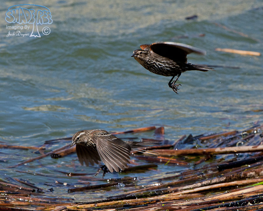 Red-Winged Blackbird - Agelaius phoeniceus