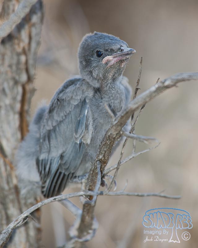 Pinyon Jay - Gymnorhinus cyanocephalus