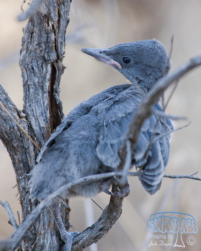 Pinyon Jay - Gymnorhinus cyanocephalus