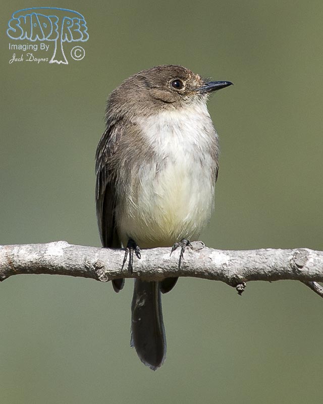 Eastern Phoebe - Sayornis phoebe