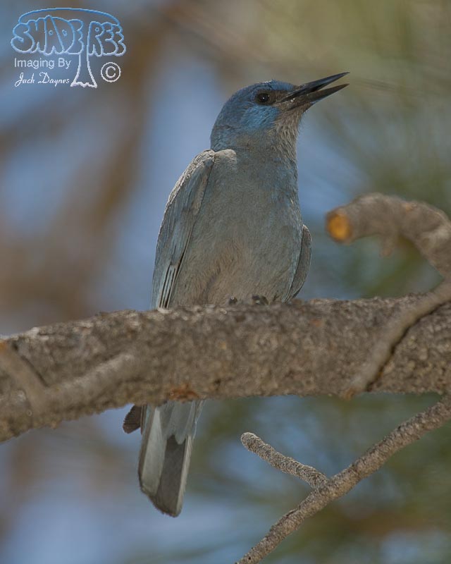 Pinyon Jay - Gymnorhinus cyanocephalus