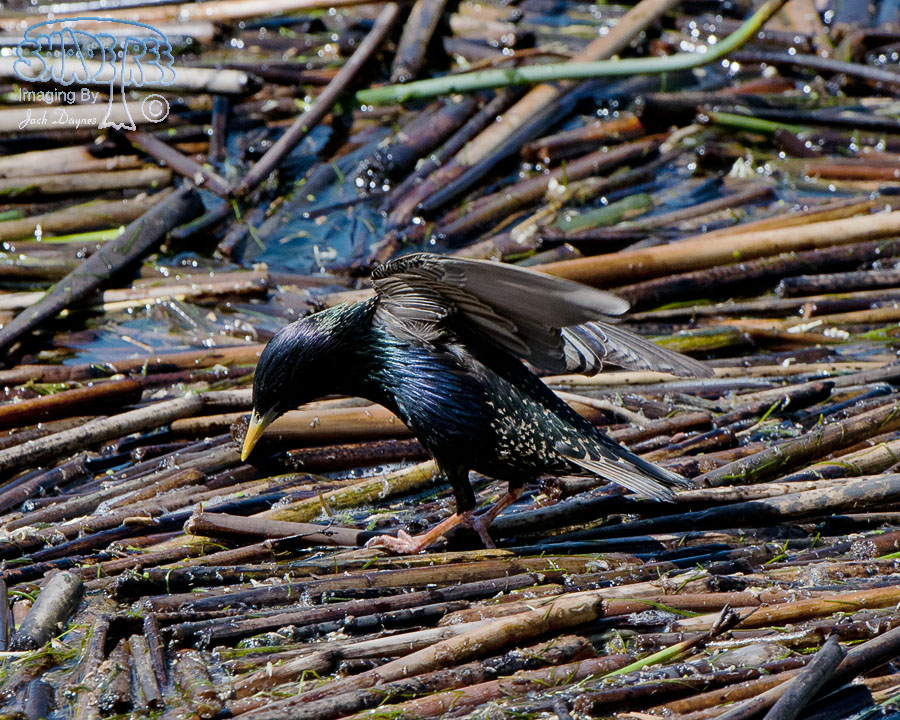 European Starling - Sturnus vulgaris
