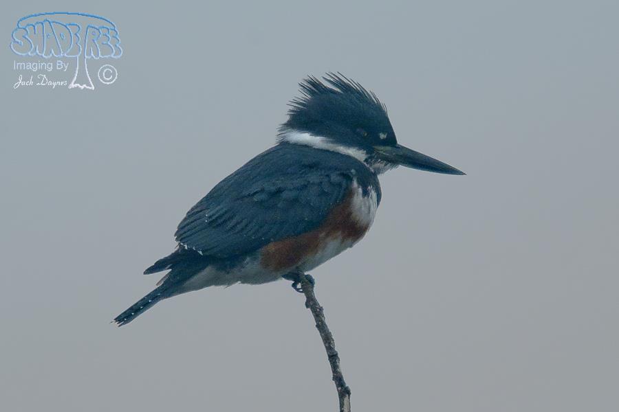 Belted Kingfisher - Ceryle alcyon