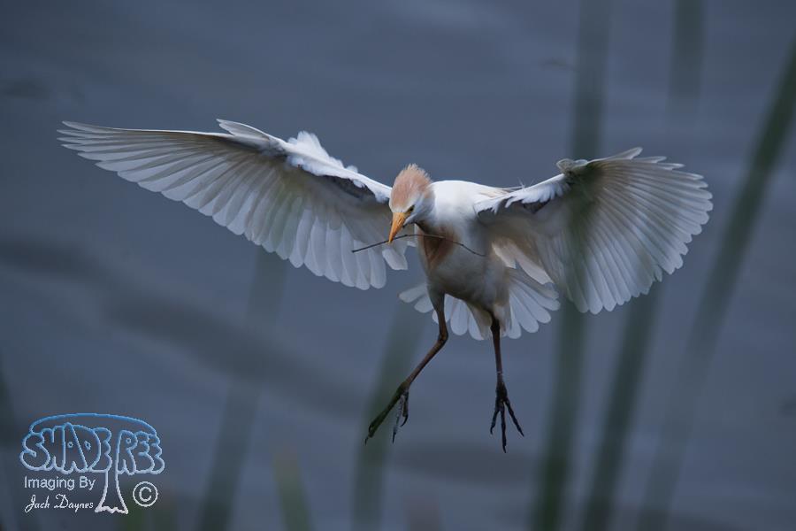 Cattle Egret - Bubulcus ibis