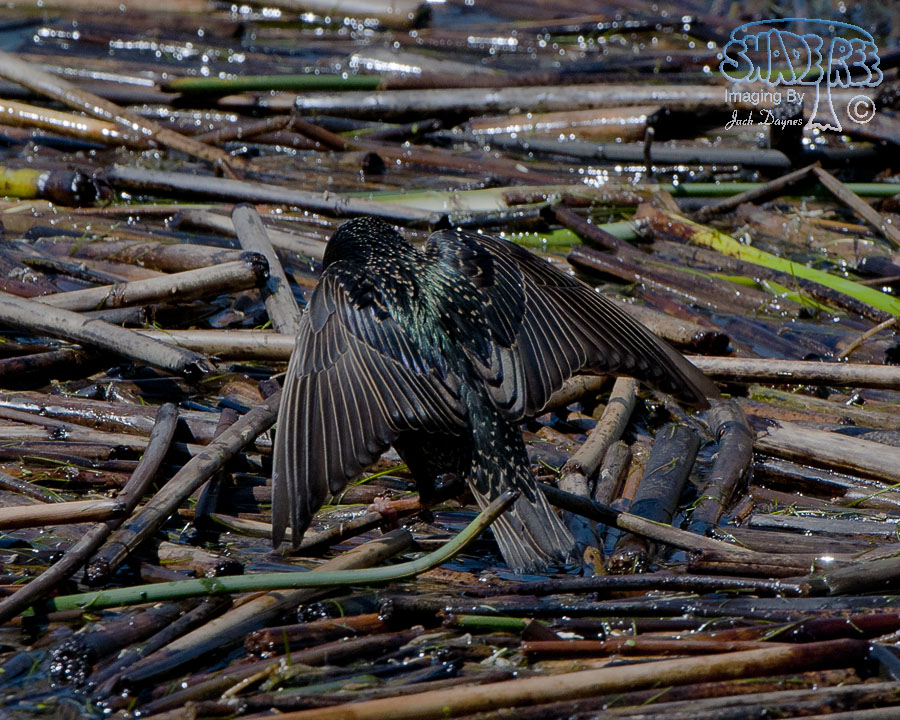European Starling - Sturnus vulgaris