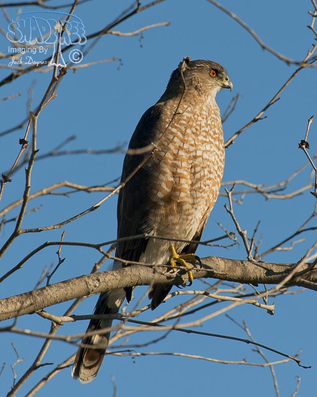 Cooper's Hawk - Accipiter cooperii