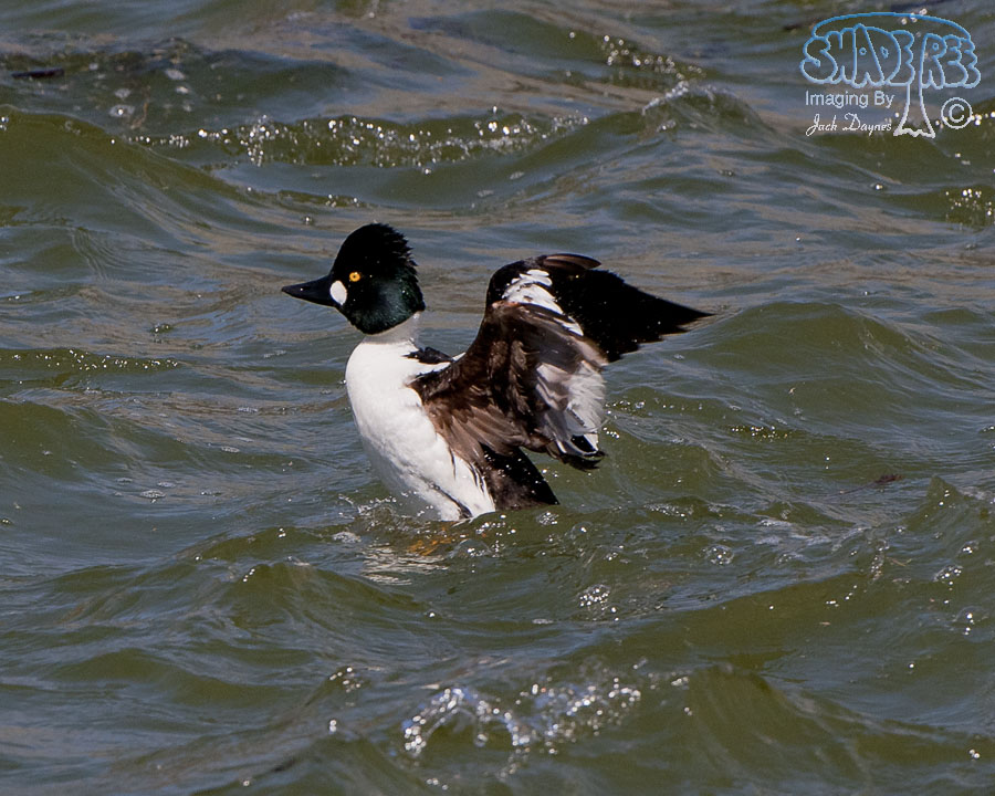 Common Goldeneye - Bucephala clangula