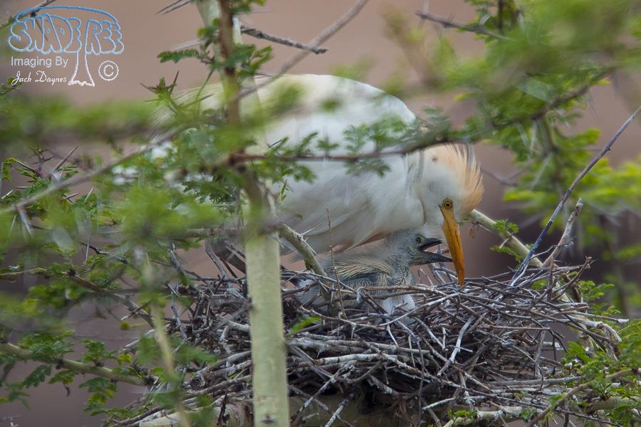 Cattle Egret - Bubulcus ibis