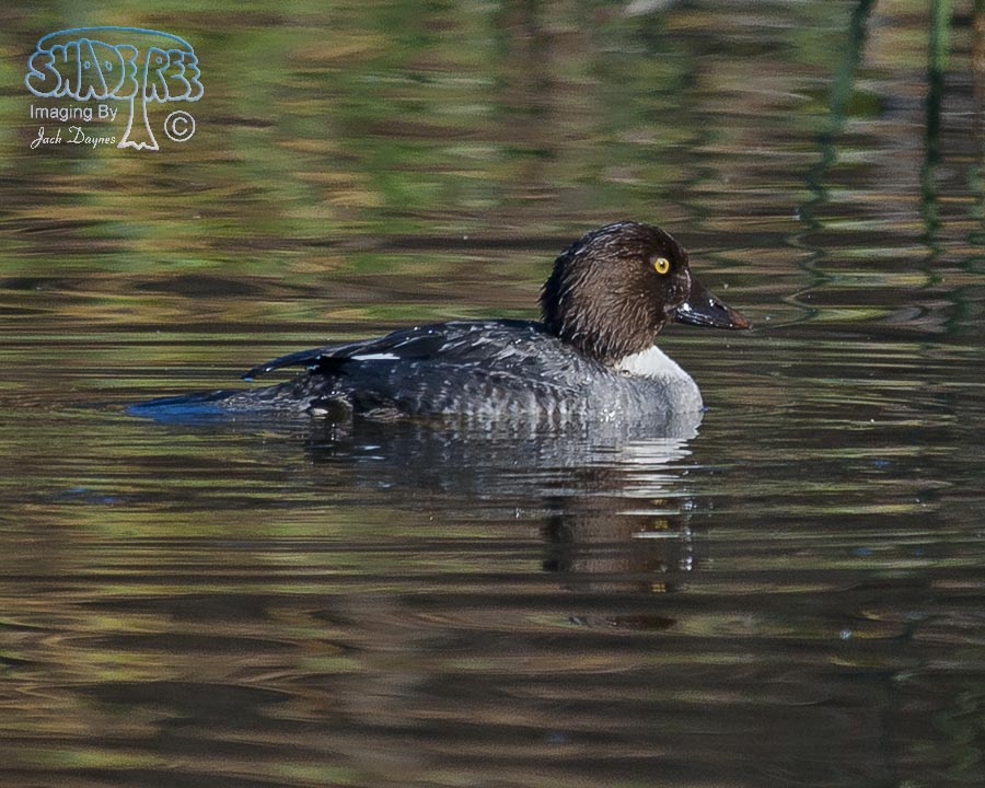 Common Goldeneye - Bucephala clangula