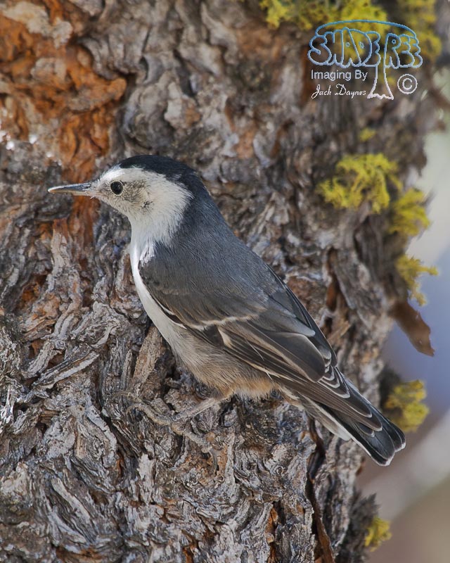 White-Breasted Nuthatch - Sitta carolinensis