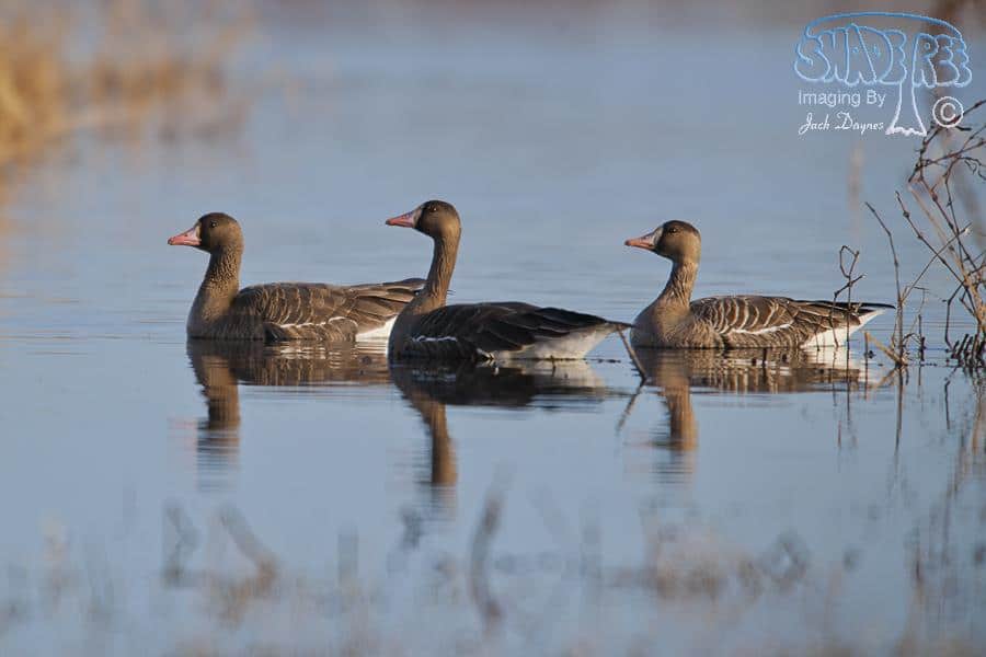 Greater White-fronted Goose - Anser albifrons