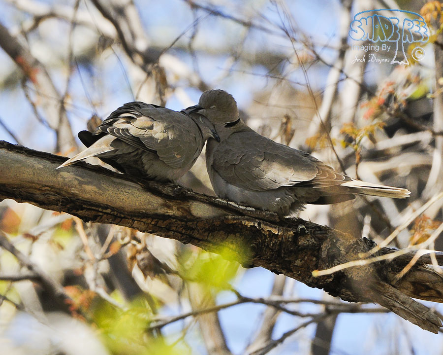 Eurasian Collared-Dove - Streptopelia decaocto