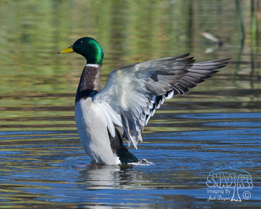 Mallard - Anas platyrhynchos