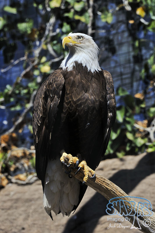 Bald Eagle - Haliaeetus leucocephalus