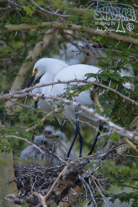 Snowy Egret - Egretta thula