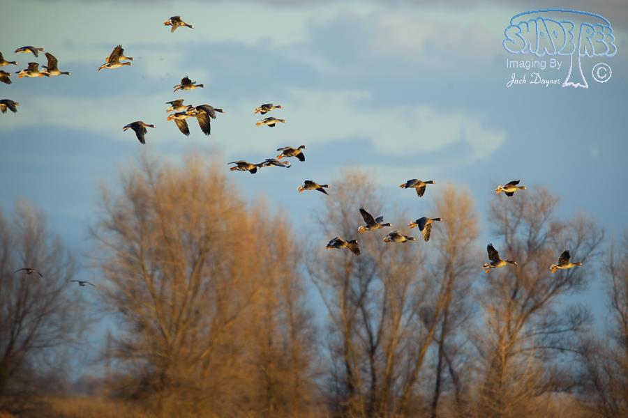 Greater White-Fronted Goose - Anser albifrons