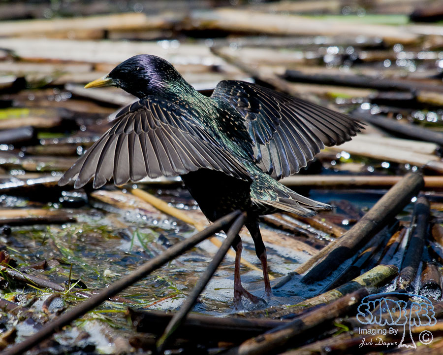 European Starling - Sturnus vulgaris