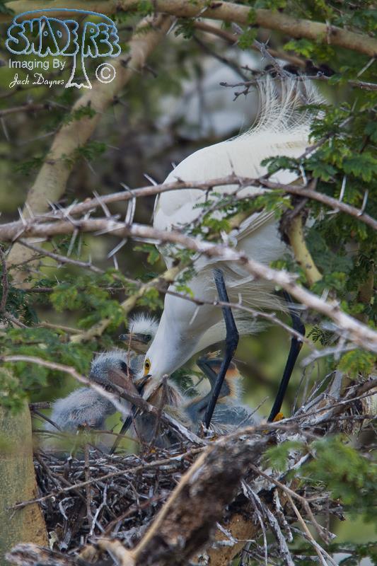 Snowy Egret - Egretta thula