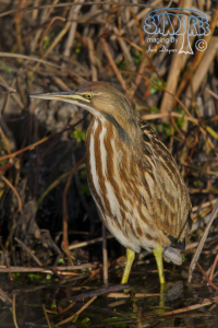 Memories of Sacramento NWR
