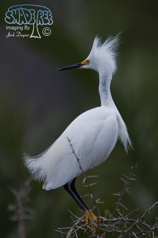 Snowy Egret - Egretta thula