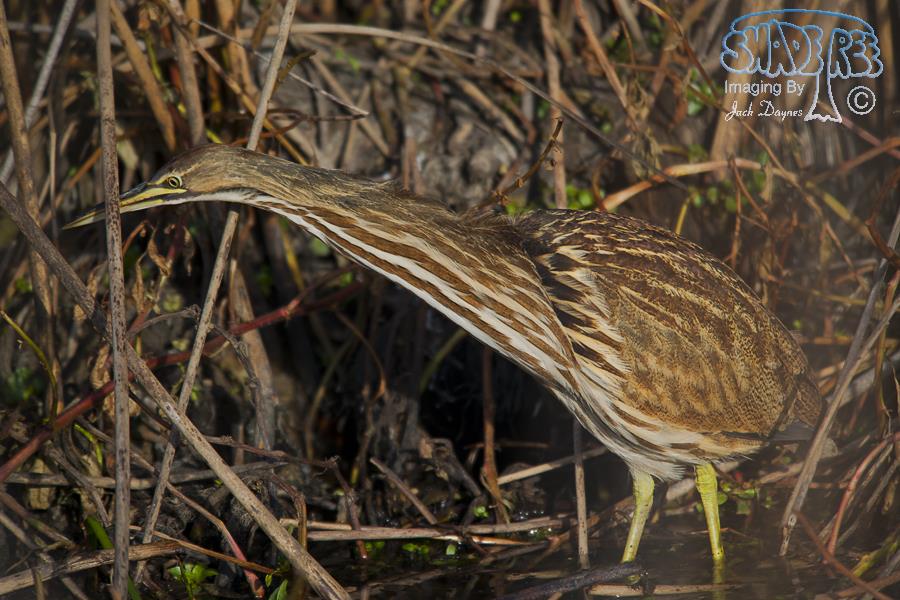 American Bittern - Botaurus lentiginosus