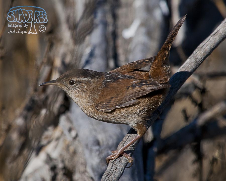 Marsh Wren - Cistothorus palustris
