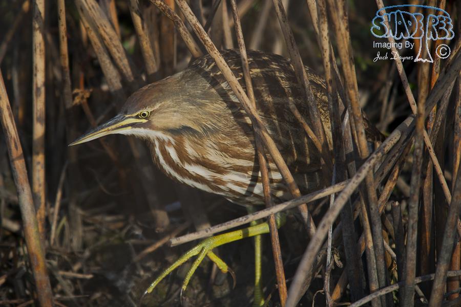 American Bittern - Botaurus lentiginosus